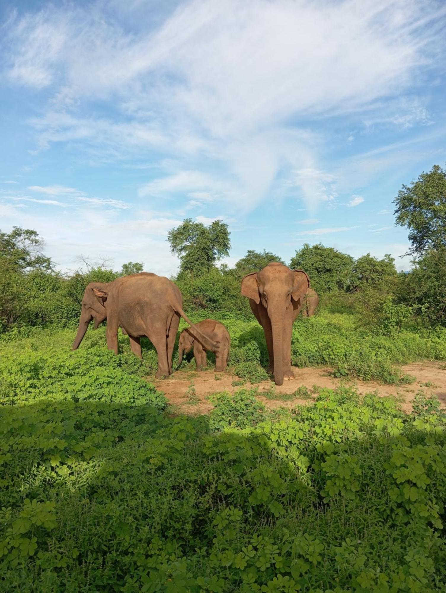 Tusker'S Paradise Safari Villa Udawalawe Exterior foto