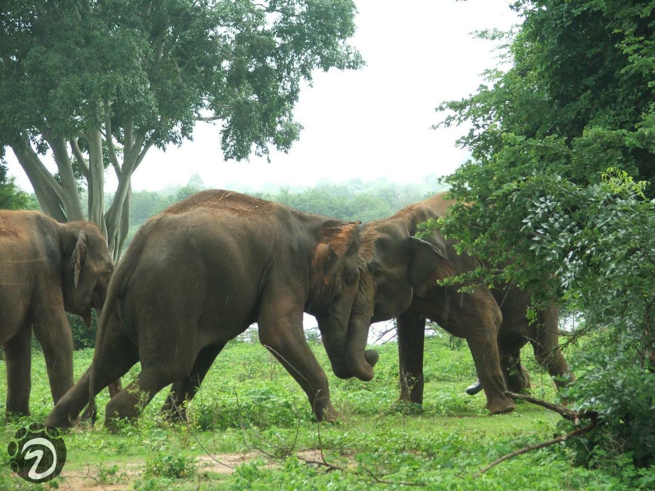 Tusker'S Paradise Safari Villa Udawalawe Exterior foto