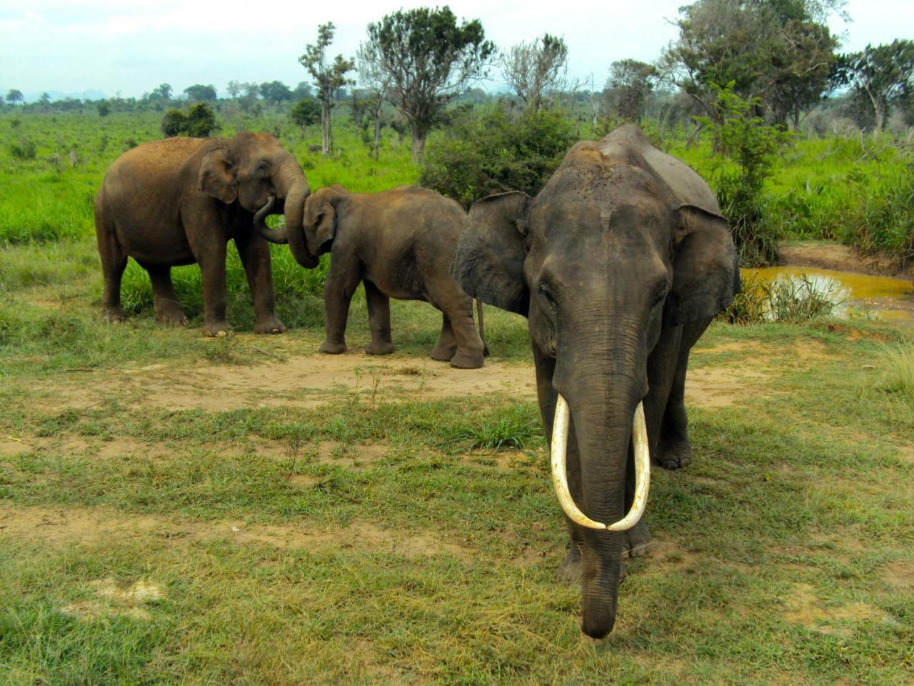 Tusker'S Paradise Safari Villa Udawalawe Exterior foto