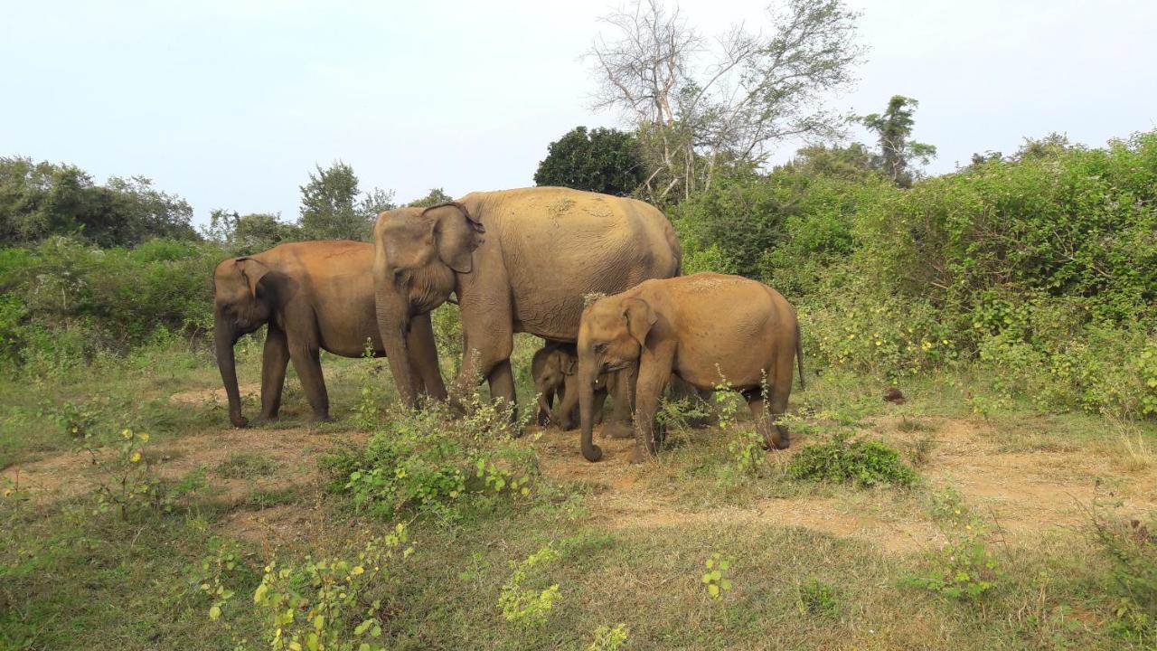 Tusker'S Paradise Safari Villa Udawalawe Exterior foto